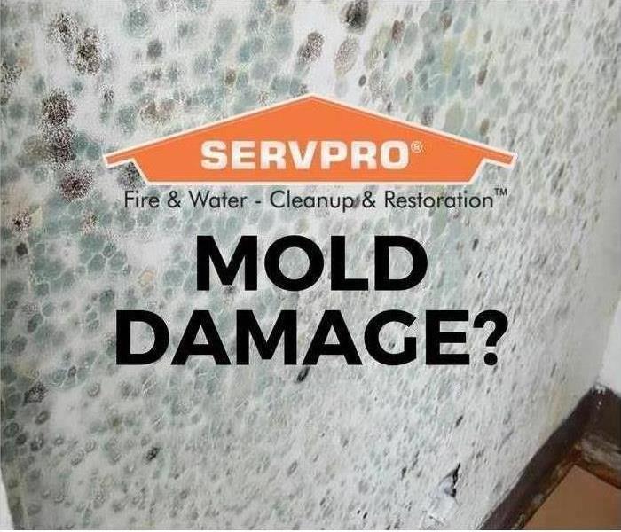 mold damage infographic
